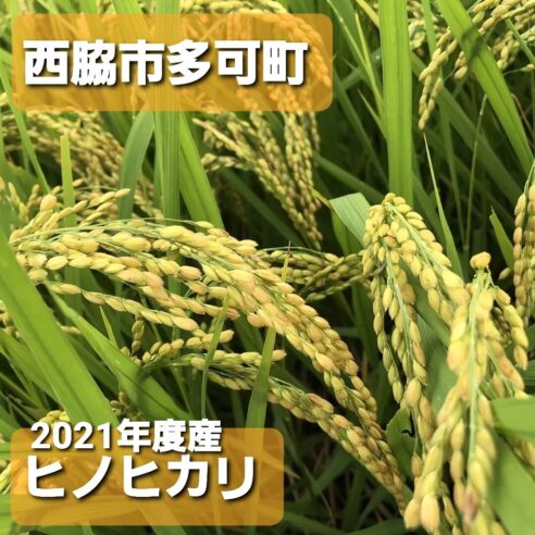 ひのひかり 新米 兵庫県 西脇産 精米 玄米 選べます 10㎏