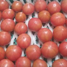 美味しいフルーツトマト