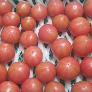 美味しいフルーツトマト