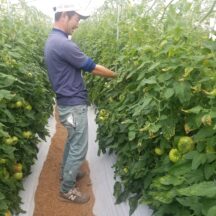 朝採り野菜と適期収穫