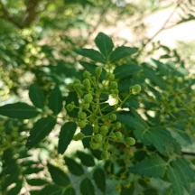 山椒は小粒でもぴりりと辛い